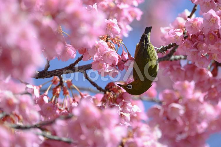 メジロと桜 メジロ,桜,寒緋桜の写真素材
