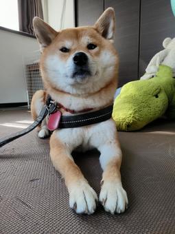 Photo, dog, shiba inu, shibainu, 