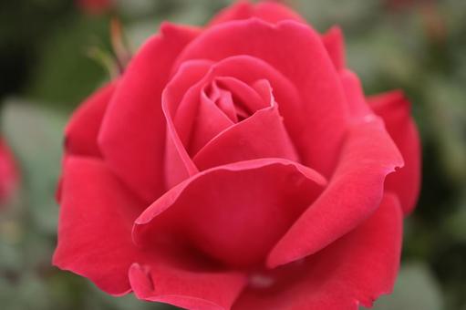 バラ園にて綺麗な薔薇を撮影しました バラ園にて綺麗な薔薇を撮影しましたの写真