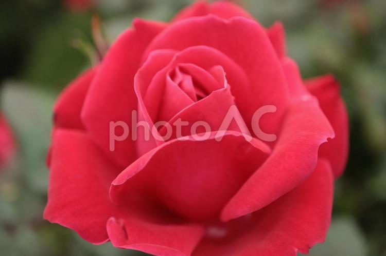 バラ園にて綺麗な薔薇を撮影しました 花,薔薇,花びらの写真素材