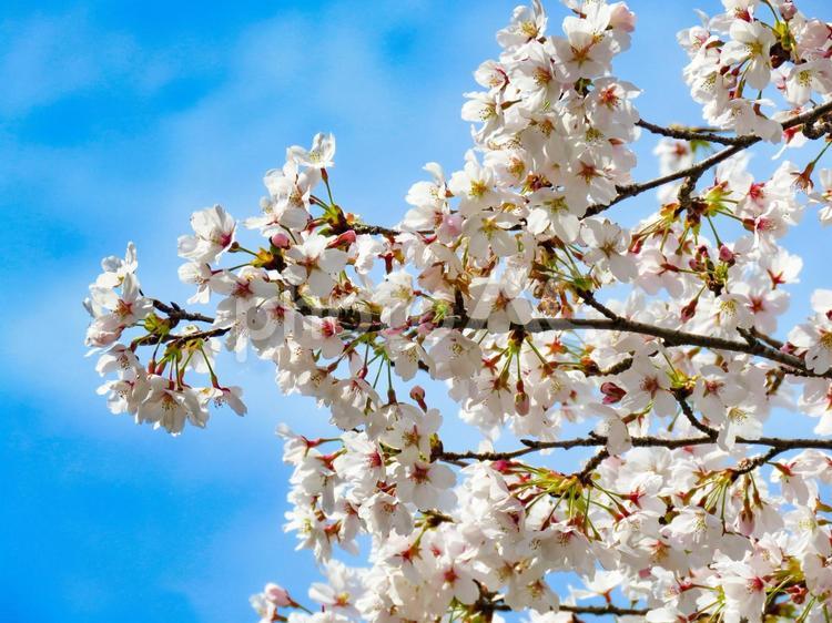 春イメージ〜満開の桜のアップ 桜,サクラ,さくらの写真素材