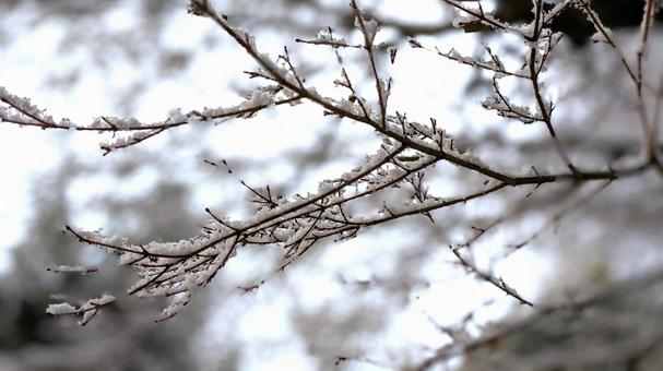 雪が積もる木の枝 雪が積もる木の枝 雪,冬,枝の写真素材