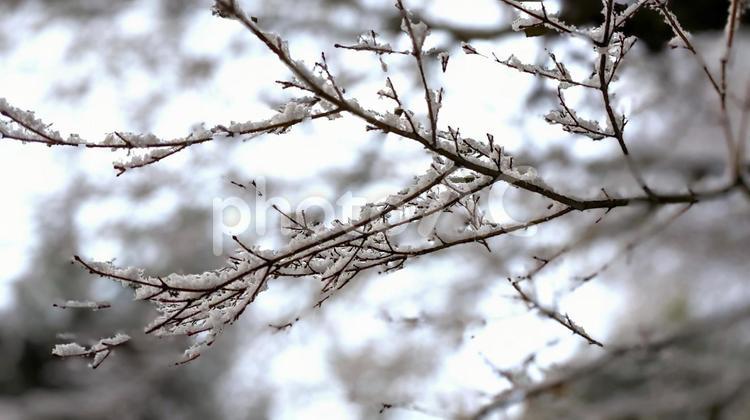 雪が積もる木の枝 雪,冬,枝の写真素材