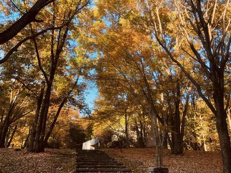 黄色に紅葉した秋の景色 黄色に紅葉した秋の景色 紅葉,秋,黄色の写真素材