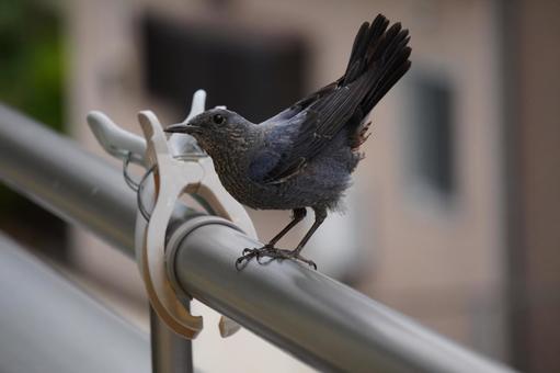 イソヒヨドリ 鳥,野鳥,イソヒヨドリの写真素材
