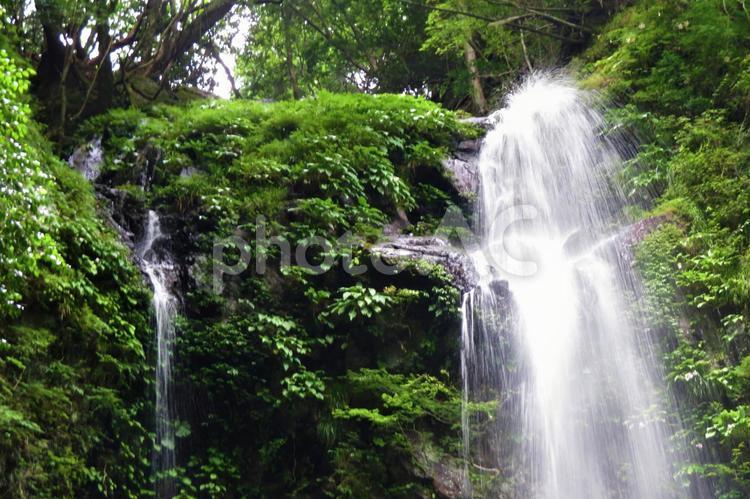 ７月中旬の徳島県神山町雨乞の滝の風景 背景,雨乞の滝,滝の写真素材