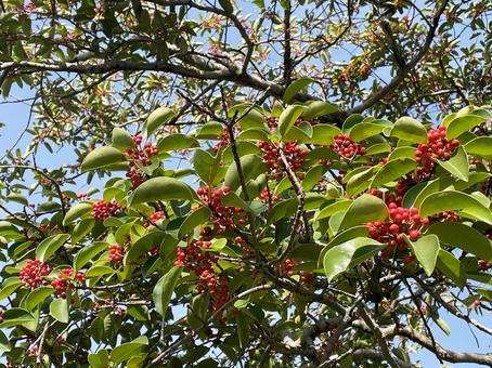 赤い実をつけたクロガネモチ 赤い実,緑,樹木の写真素材