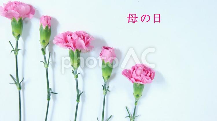 カーネーション　母の日 カーネーション,母の日,感謝の写真素材
