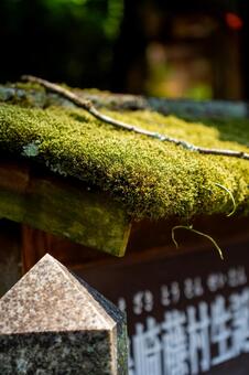 屋根を覆う鮮やかな緑色のコケ 苔,コケ,屋根の写真素材