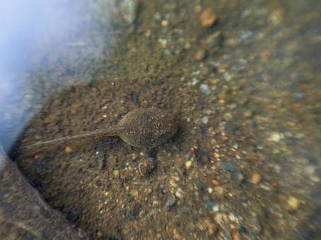 Photo, tadpole, transformation, a frog, 
