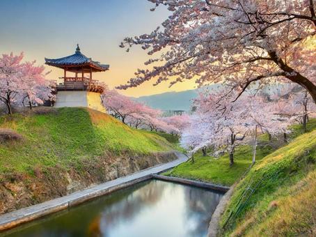 春の景色 満開の桜 春の景色 満開の桜の写真