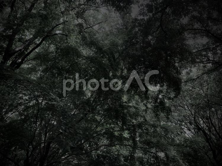 暗い森の木々の梢を見上げる。 森,暗い,夜の写真素材