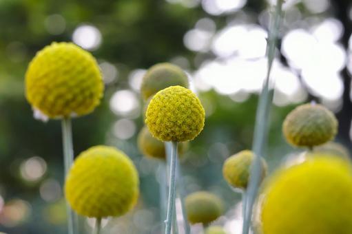 初夏から秋に咲くクラスペディアの花 クラスペディア,花,かわいいの写真素材