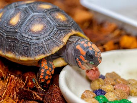 餌を食べるアカアシガメ 餌を食べるアカアシガメ アカアシガメ,リクガメ,カメの写真素材