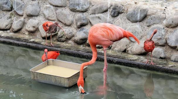 ベニイロフラミンゴとショウジョウトキ ベニイロフラミンゴとショウジョウトキの写真