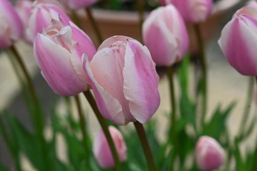 Photo, tulip, thai boots, pink, 
