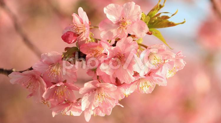田ヶ池公園の河津桜 桜,河津桜,満開の写真素材