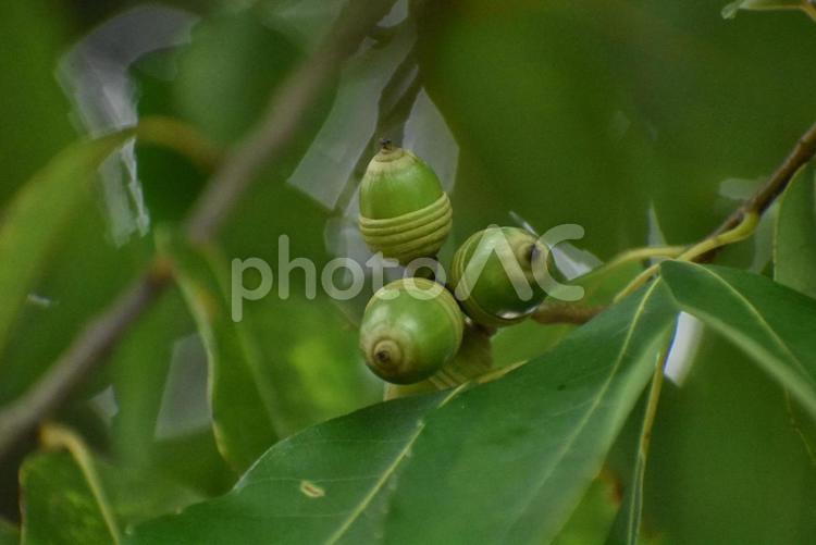 木になったどんぐり 秋,植物,どんぐりの写真素材