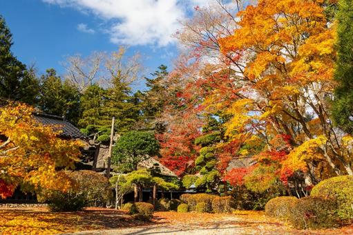 佐々木家住宅の秋景色⑼ 晩秋,紅葉,モミジの写真素材