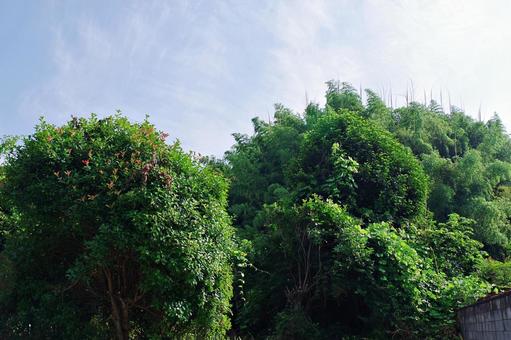 夏空へ向かって伸びる竹林と庭木 夏空へ向かって伸びる竹林と庭木の写真