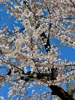 青空と桜 青空と桜の写真