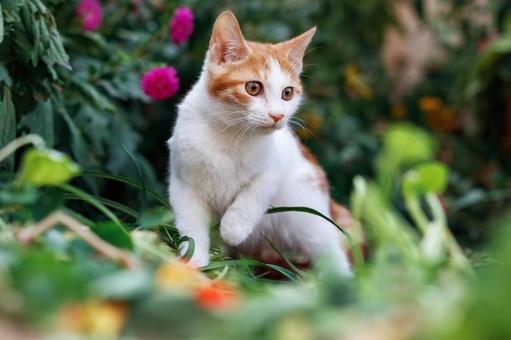 ペットの猫 ペットの猫 猫,にゃんこ,ペットの写真素材