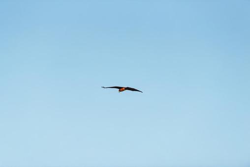 大空から獲物を探すトビ 大空から獲物を探すトビ トビ,猛禽類,野鳥の写真素材
