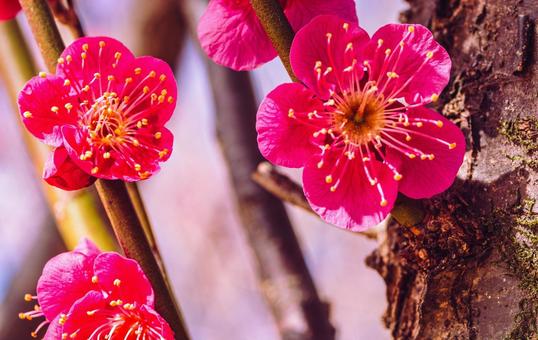 本庄運動公園 梅の花3ー67 本庄運動公園 梅の花3ー67の写真