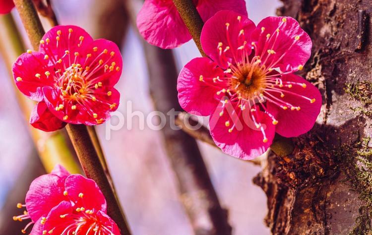 本庄運動公園　梅の花3ｰ67 本庄運動公園,梅の花,梅花の写真素材