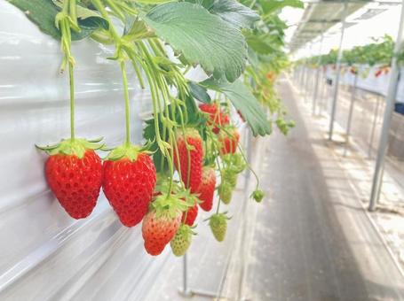 いちご狩り いちご,苺,いちご狩りの写真素材