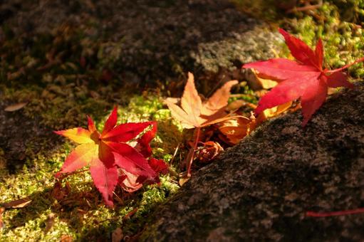 Sunbathing on fallen autumn leaves, JPG