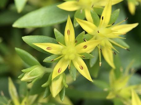 Kanda River in May: Sedum flowers, JPG