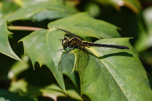 Photo, gomphidae, dragonfly, insect, 
