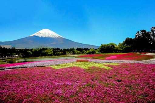 Mt. Fuji and Shibazakura Mt. Fuji and Shibazakura
