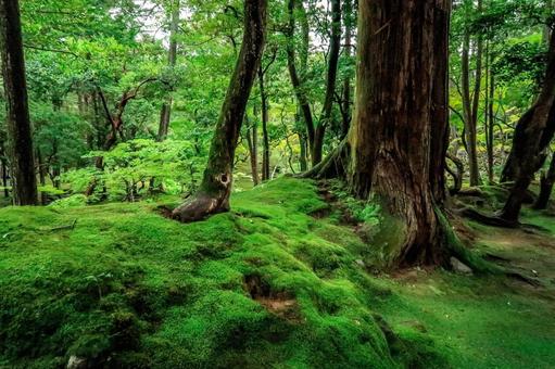 [緑]森　苔の写真