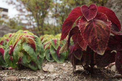 Photo, begonia, red, green, 