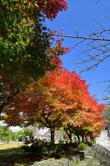 庄川・水記念公園の紅葉 紅葉,青空,観光地の写真素材