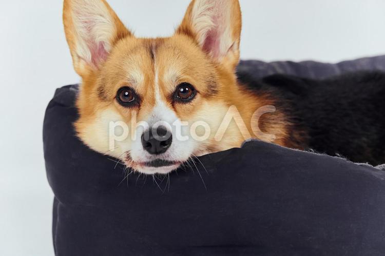 犬用ベッドから顔を出しカメラ目線のコーギー 犬,コーギー,犬用ベッドの写真素材