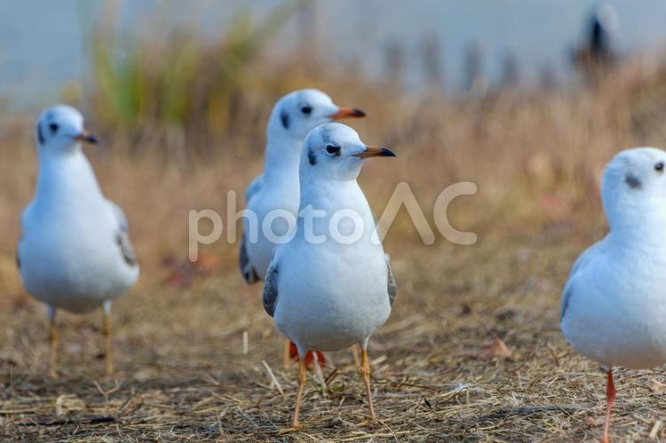 冬の湖畔で佇むカモメ カモメ,鳥,湖畔の写真素材