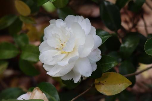 白い花びらのカキツバタの花のアップの写真