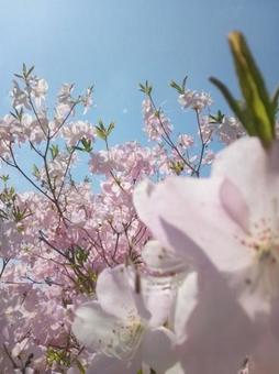 Blue sky, pink and azalea, JPG