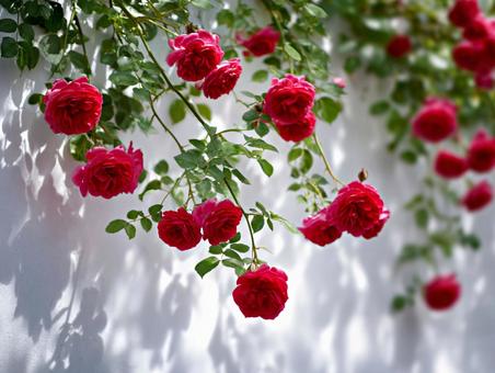 白い壁を彩る真っ赤なつるバラ 白い壁を彩る真っ赤なつるバラの写真