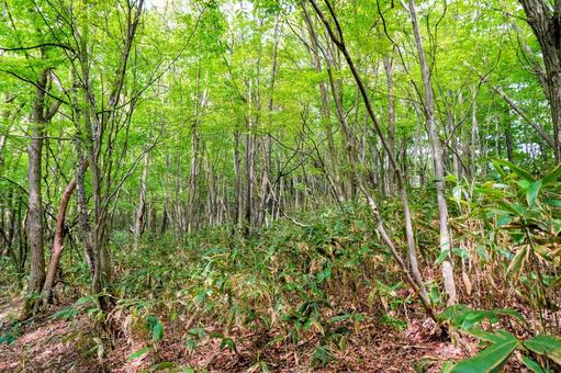 奥出雲の萌芽更新による広葉樹林 奥出雲の萌芽更新による広葉樹林 広葉樹,森林,木漏れ日の写真素材