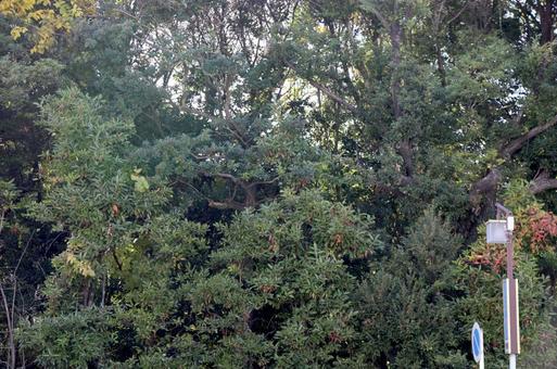 鎮座の杜 植物,テクスチャ,風景の写真素材