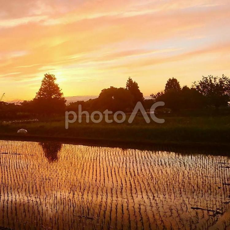 田んぼの夕焼け！綺麗でした！ 夕焼け,夜,たそがれの写真素材