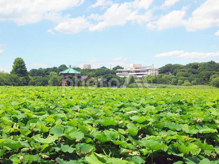 東京風景・不忍池 不忍池,上野,上野恩賜公園の写真素材