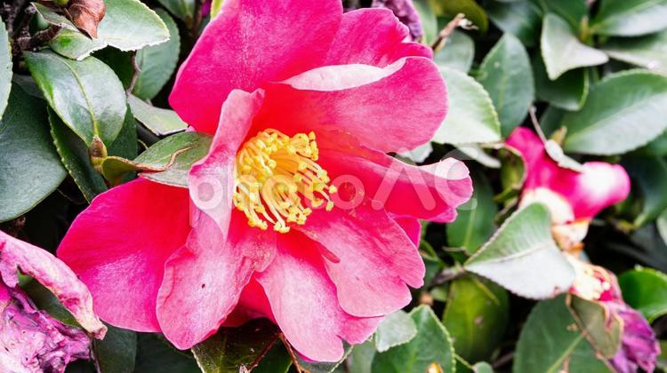 サザンカ　マクロ撮影 花,サザンカ,さざんかの写真素材