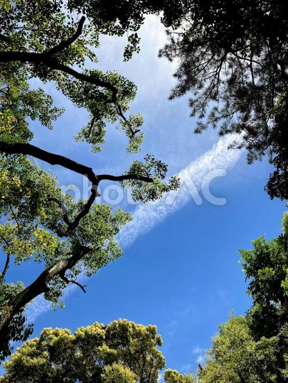 木と空と雲 空,木,枝の写真素材