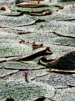 水元公園のオニバス池・紫色の花(葛飾区) 水元公園のオニバス池・紫色の花(葛飾区)の写真