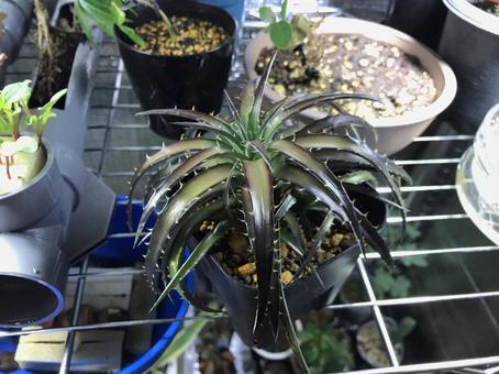 かっこいい植物 水耕栽培,植物用のライト,サボテンの写真素材